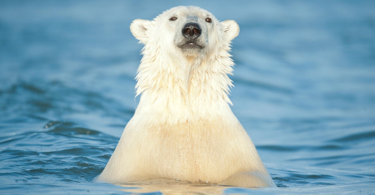 Obama’s Drilling Ban in Alaska Isn’t About Saving Polar Bears.
