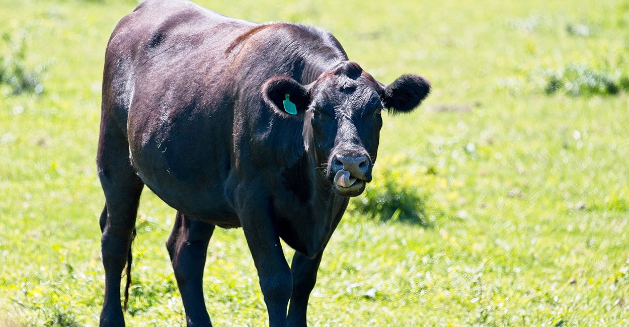 Cash Cows: Gangs Allegedly Smuggling Drugs Across Border Inside Cattle