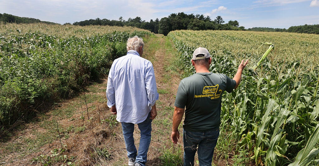 two farmers walk through a large cornfield