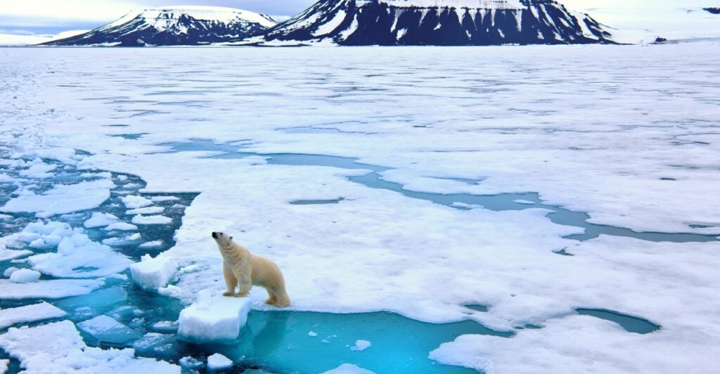 A polar bear waits on a patch of ice as it looks out into the ocean.