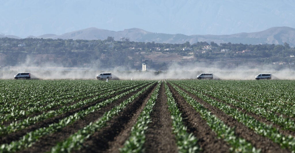 View across a marijuana field of vans driving, kicking up dust.