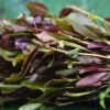 Leaves of the drug khat