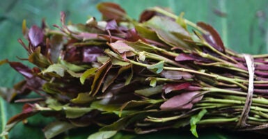 Leaves of the drug khat