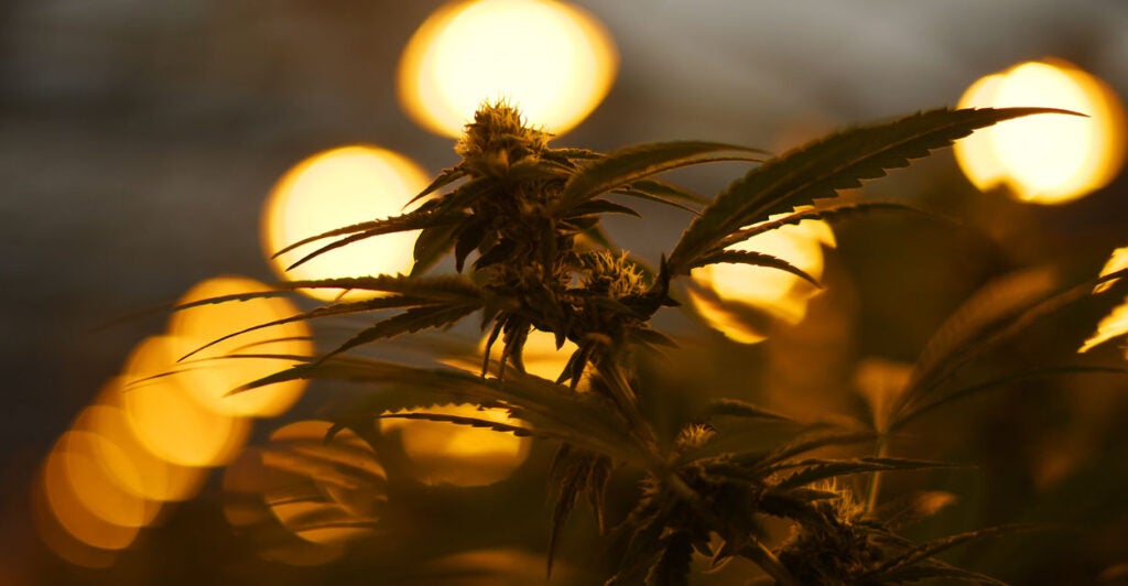 A cannabis plant in a greenhouse.