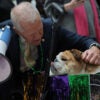 Thom Tillis pets babydog at a senate dog parade.