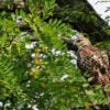 A hawk is seen in a tree.