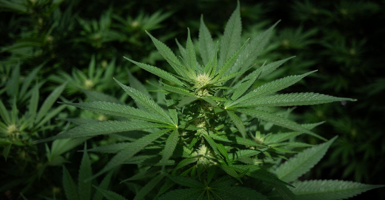 Virginia Moves Closer to Retail Marijuana Sales