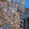 A blossoming cherry tree partially blocks view of the front of the Supreme Court building