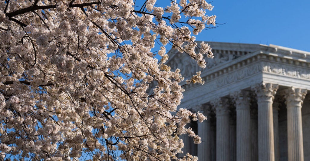 A blossoming cherry tree partially blocks view of the front of the Supreme Court building