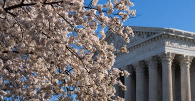 A blossoming cherry tree partially blocks view of the front of the Supreme Court building