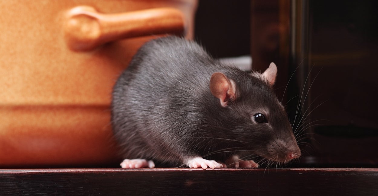 Taxpayers on Hook for Inspector Who Missed Rats in Flour