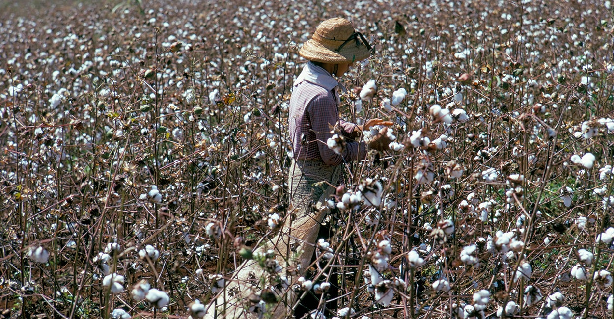 Why Are We Paying 300 Million to Help the Brazilian Cotton Industry?